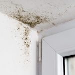 How Long Does It Take to Process a Mold Damage Insurance Claim?