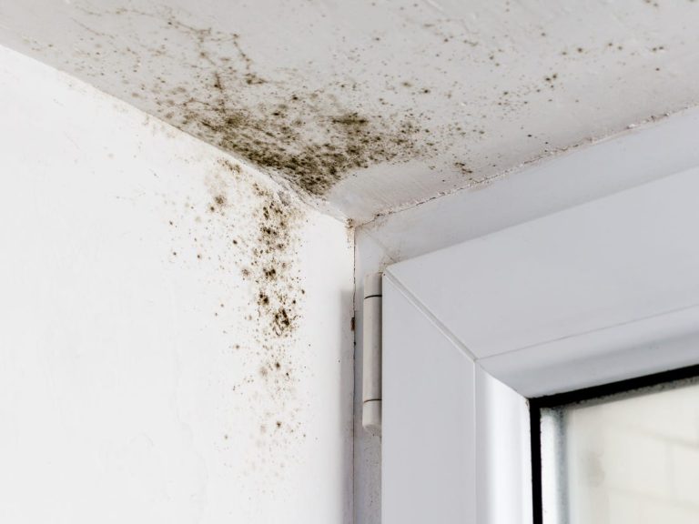 How Long Does It Take to Process a Mold Damage Insurance Claim?
