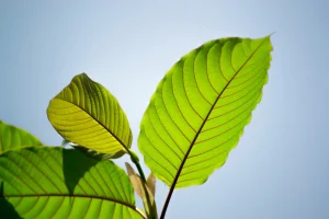 kratom nutrition