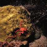 Why Coral Spawning is Key to Coral Reef Survival in a Changing Climate