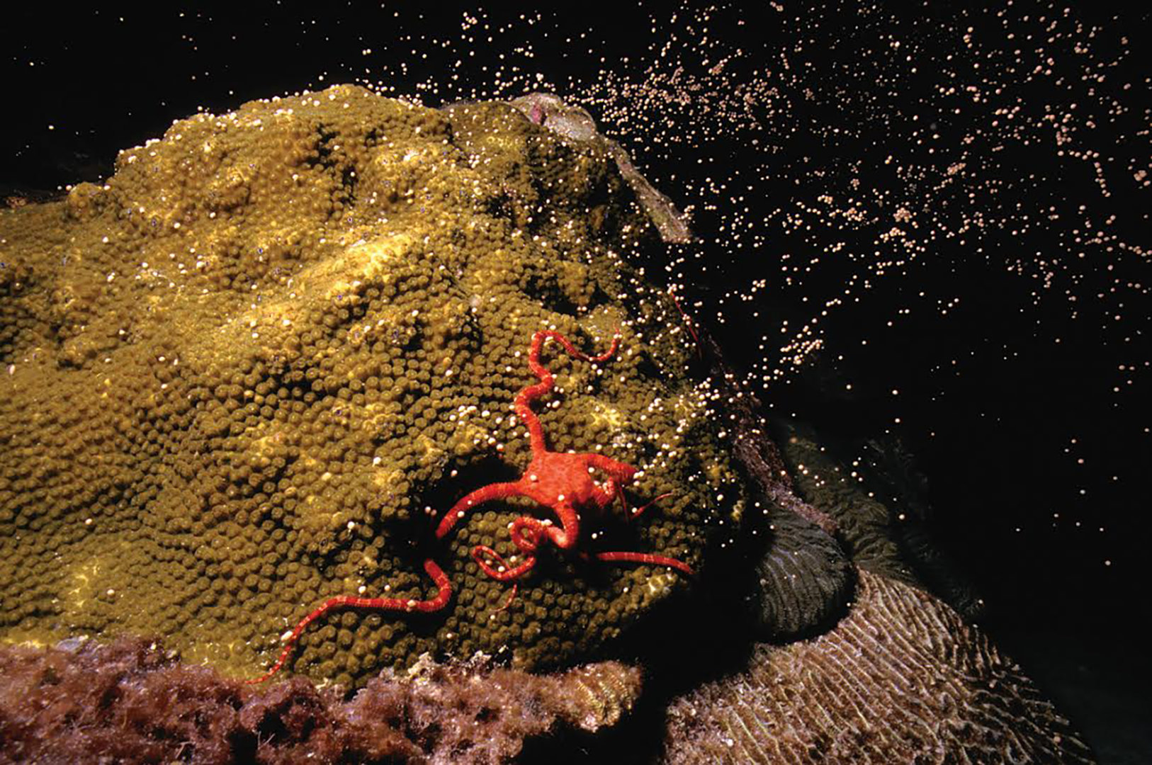 Why Coral Spawning is Key to Coral Reef Survival in a Changing Climate