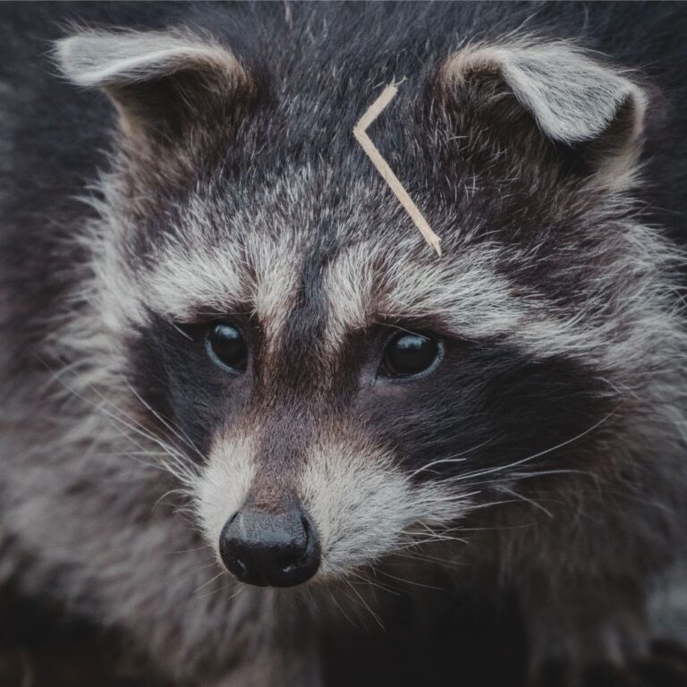 Why Professional Pest Control Service Is Essential for Every Home?