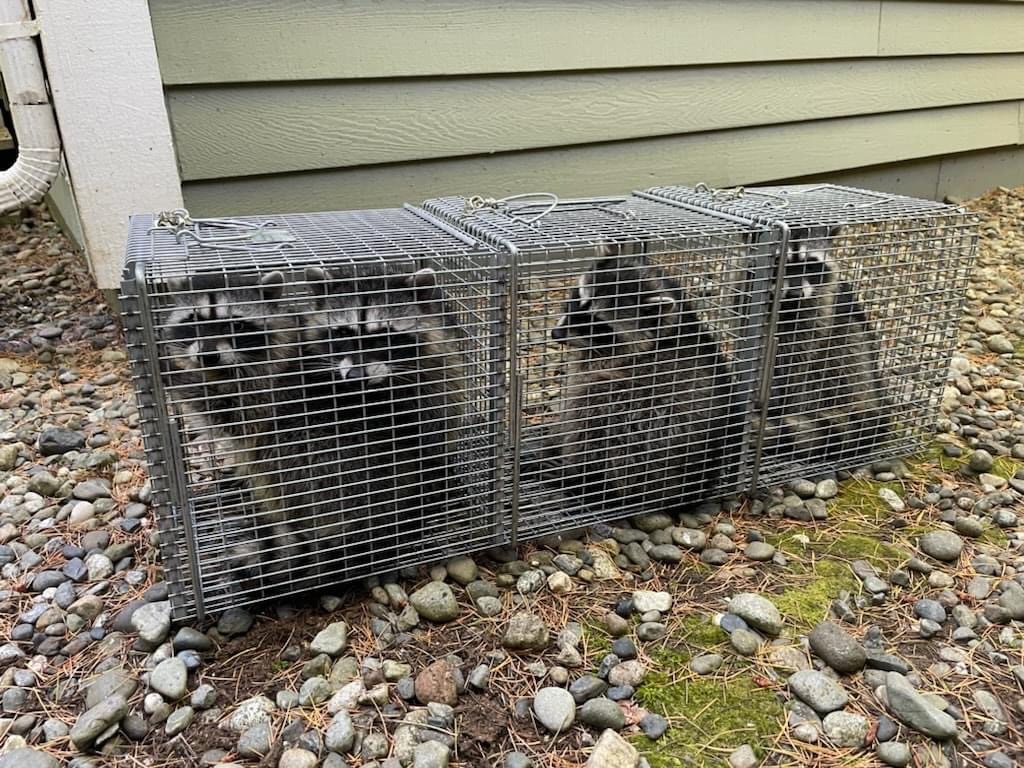 professional wildlife removal services