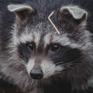 local wildlife removal services